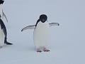 Adelie penguins 3